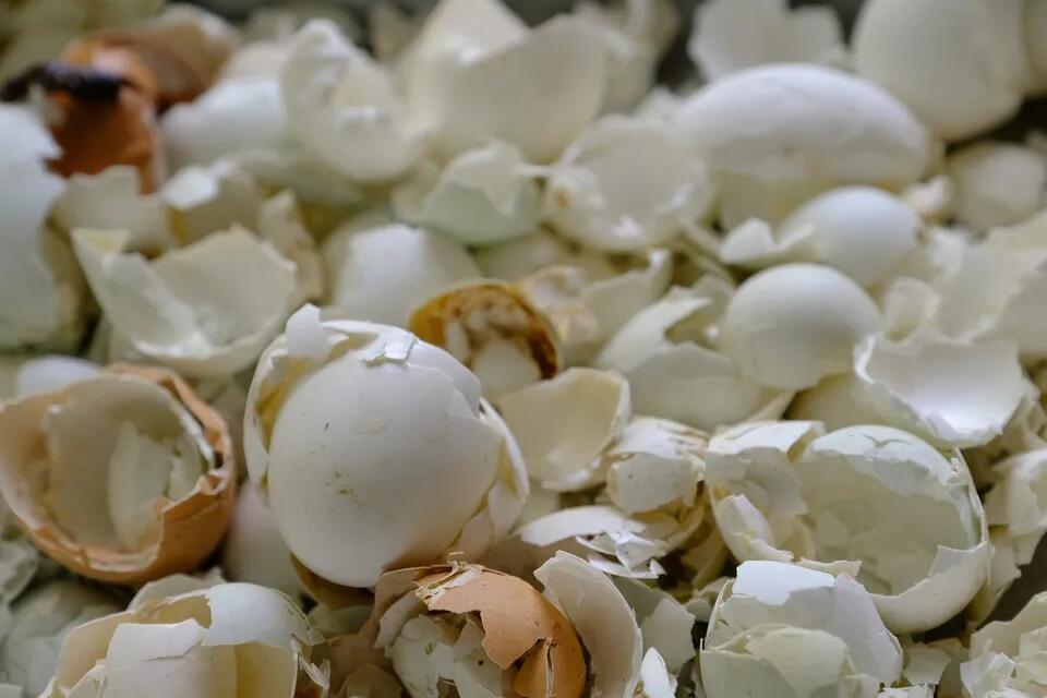 Broken egg shells